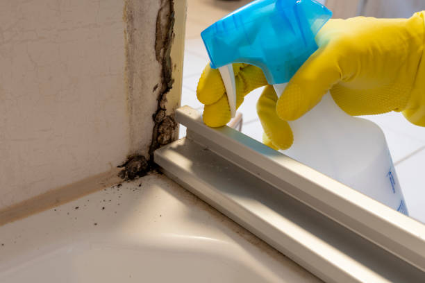 Best Bathroom Mold Remediation in Union, OR